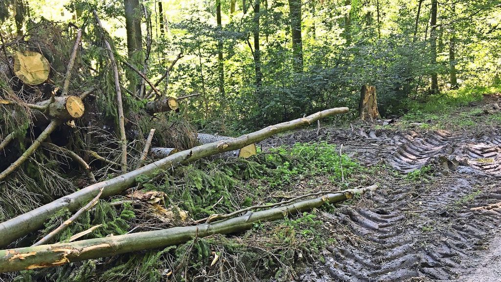 Stuttgart-Möhringen/Stuttgart-Plieningen: Bäume werden wegen Borkenkäferbefall abgeholzt