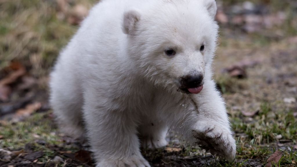 Münchner Tierpark Hellabrunn: Eisbärenbaby traut sich erstmals nach draußen