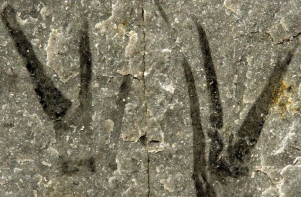 ... ein gut 500 Millionen Jahre altes Fossil nach dem US-Schauspieler benannt hat. Paläontologe David Legg hat einen entfernten Vorfahren der Hummer und Skorpione "Kooteninchela deppi" getauft - die Ähnlichkeit ist ja auch unverkennbar.