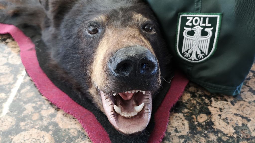  Schwarzbären stehen unter dem besonderen Schutz. In Memmingen machte der Zoll nun einen heiklen Fund: Vier Bärenschädel und vier Schwarzbärenfelle. 