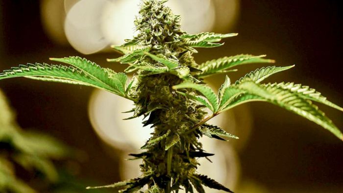 Rentner führt Polizei zu     Cannabis-Aufzuchtanlage