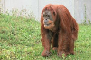 Orang-Utans  sind in  belgischem Zoo  angekommen