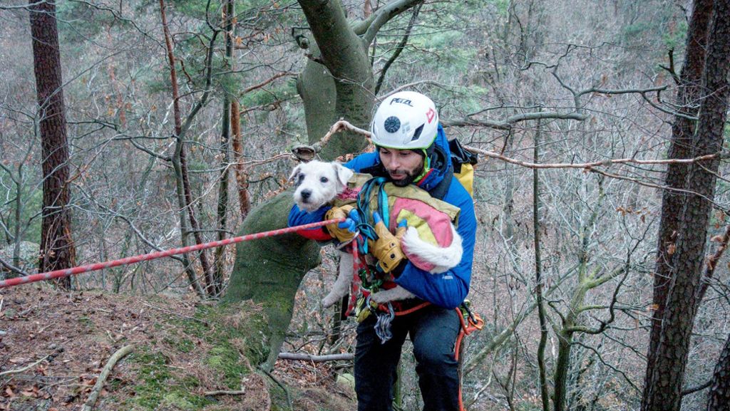 Drückjagd in Gaggenau: Bergwacht rettet abgestürzten Hund