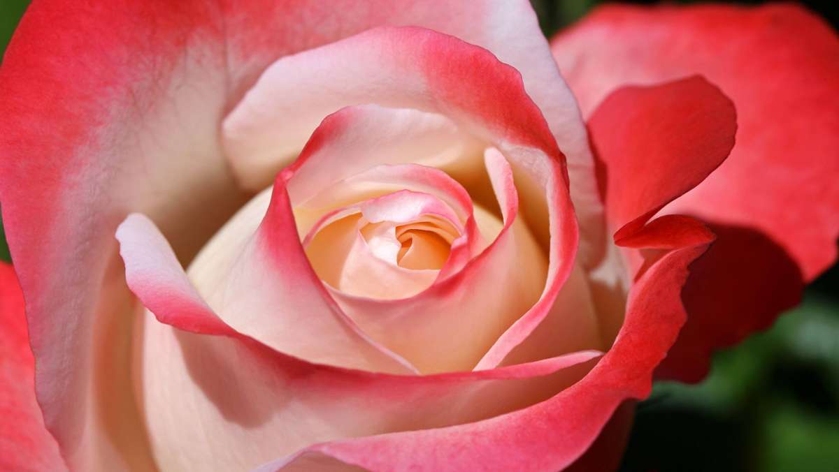 Kreis Ravensburg: Dieb stiehlt 50 Rosen von Grab