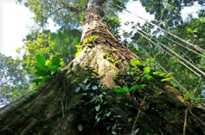 Was der Schutz des Regenwalds mit uns zu tun hat