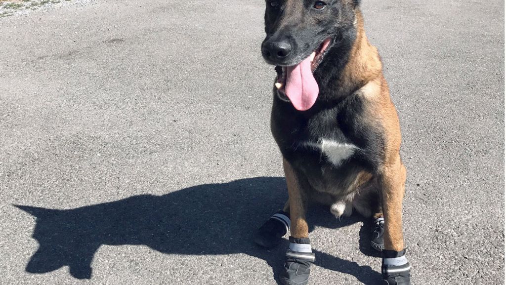 Zürich: Wegen heißem Asphalt: Polizeihunde tragen Schuhe