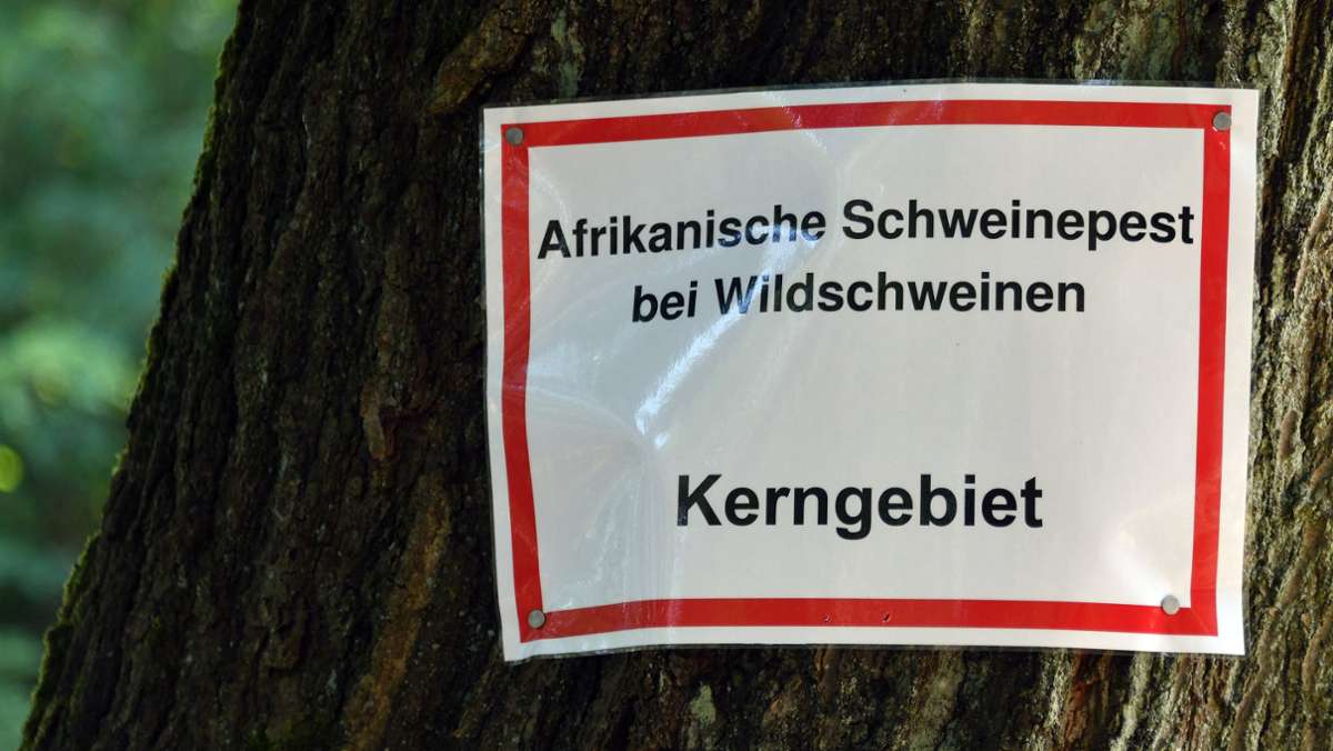 Afrikanische Schweinepest: Weitere Wildschweine in Brandenburg positiv getestet