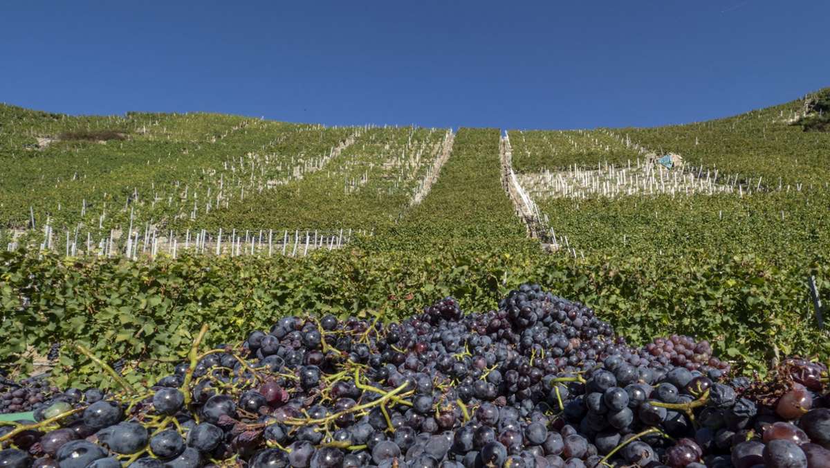 Hohe Qualität, geringe Ausbeute: Kleinste Weinernte in Württemberg seit 30 Jahren