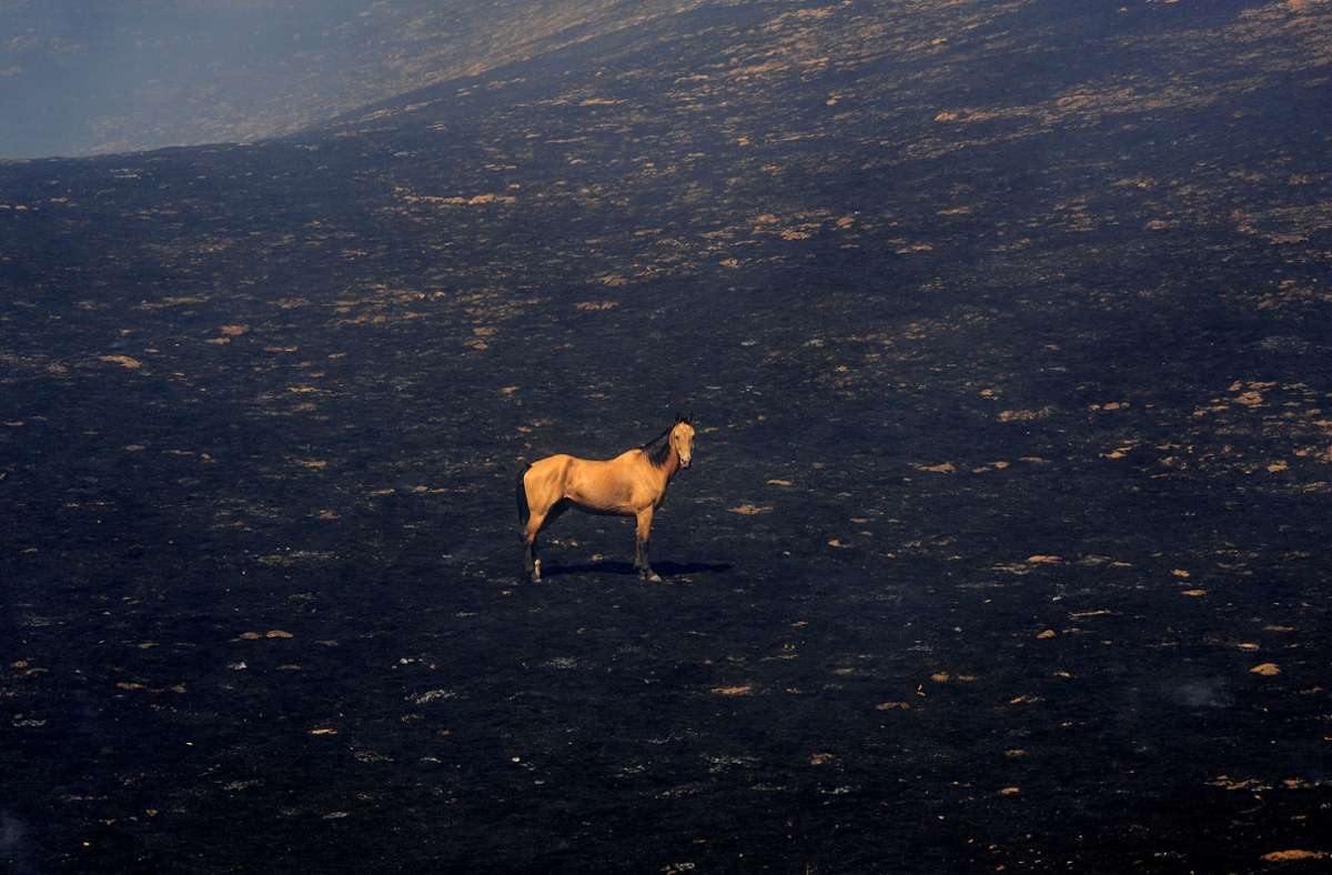 Ein seltsames Bild: Ein Pferd steht auf einem verkohlten Feld.