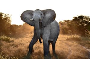 Elefantenballett am Morgen
