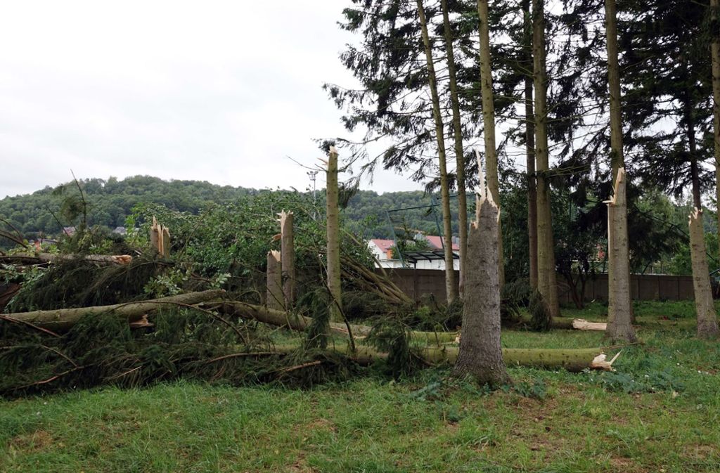 Petingen: Nach einem schweren Unwetter mit einem Tornado sind mehrere Nadelbäumen abgebrochen.