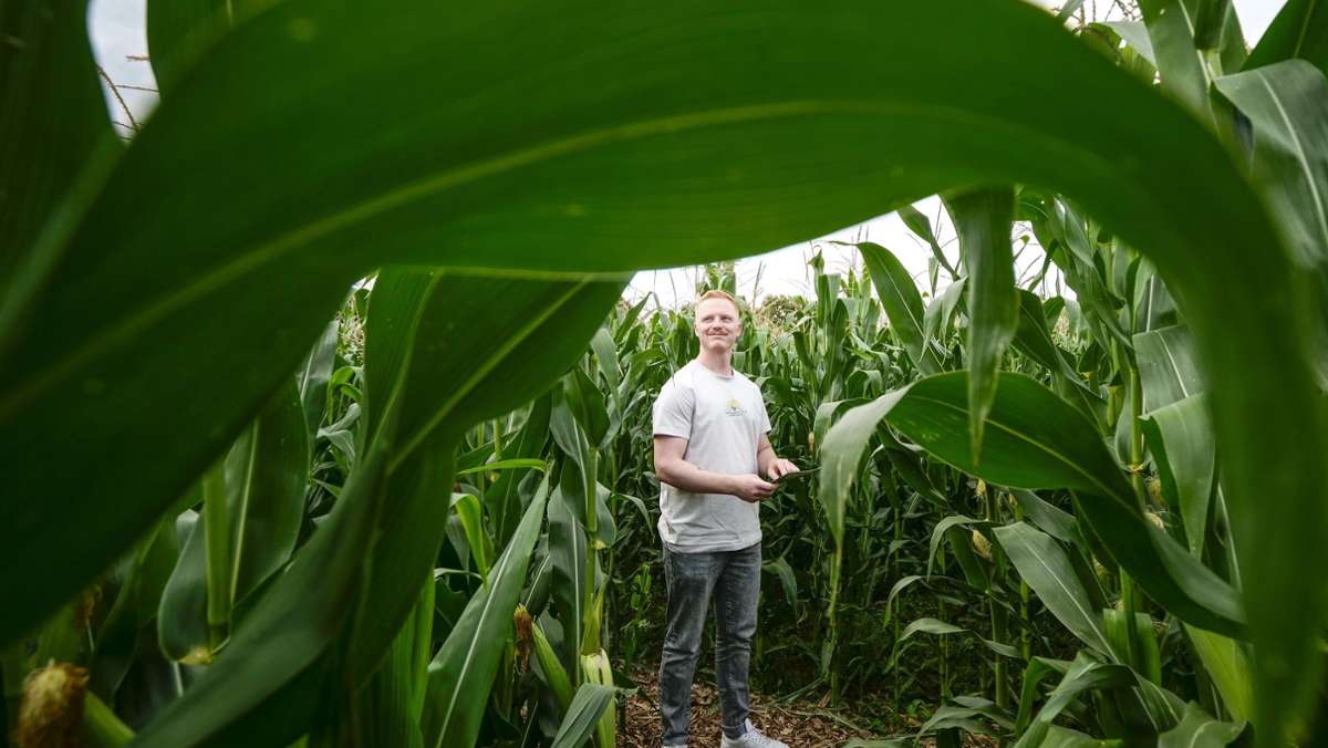 Ausflugstipps für die Ferien: Renninger Maislabyrinth lädt zum Verirren ein