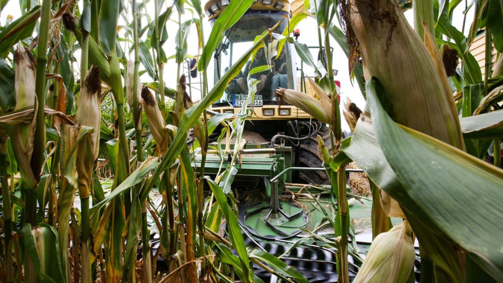 Nach Dürre in Baden-Württemberg: Bauern müssen Mais noternten