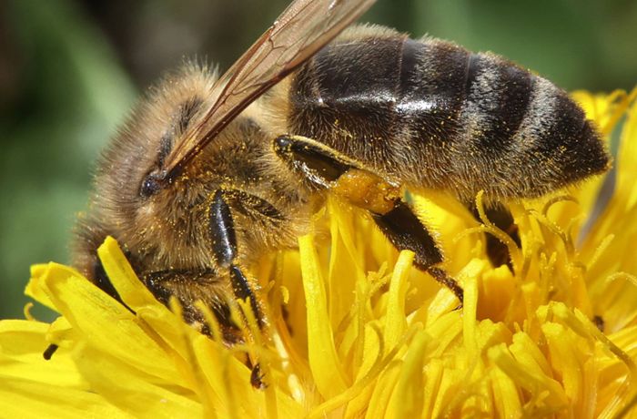 Bienenfreundlicher Garten unerwünscht?