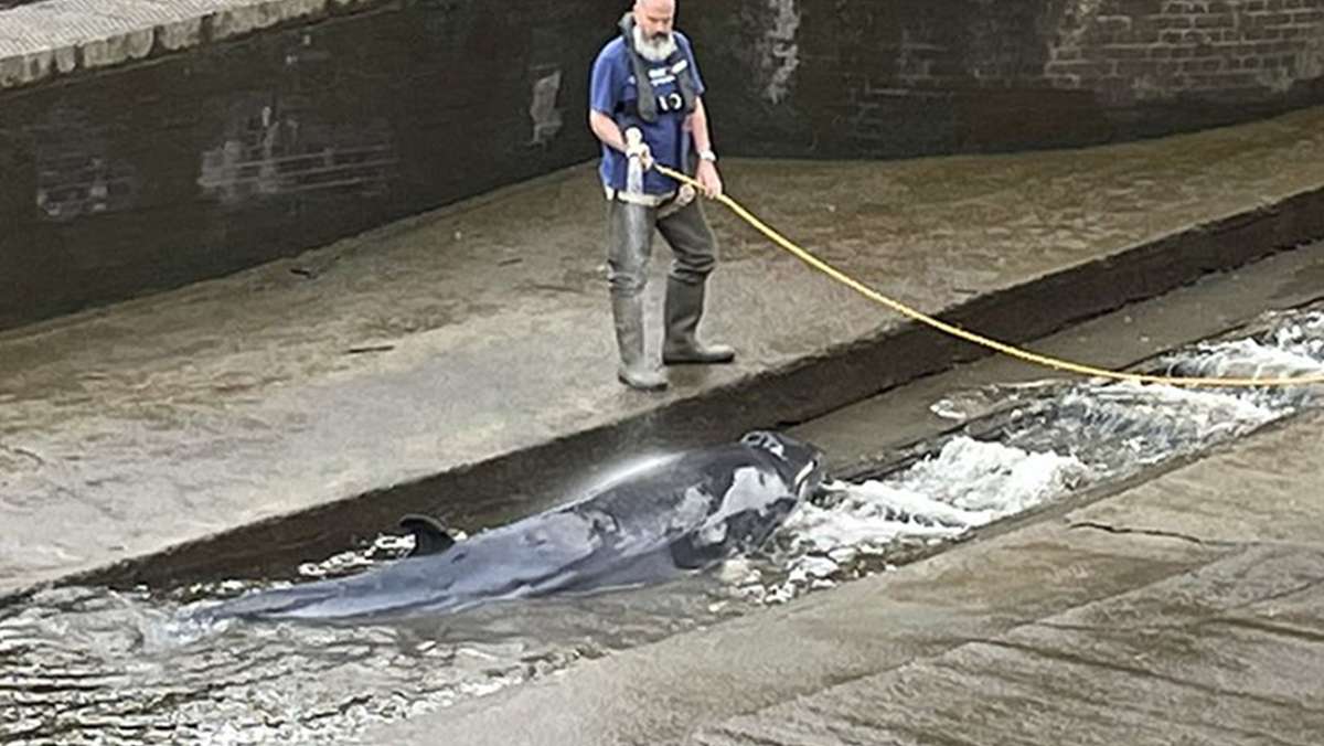 Zwergwal steckt in Themse fest: Helfer retten verirrtes Tier in London