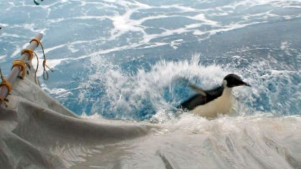 Pinguin kehrt in den Ozean zurück: Happy Feet rutscht die Rampe runter