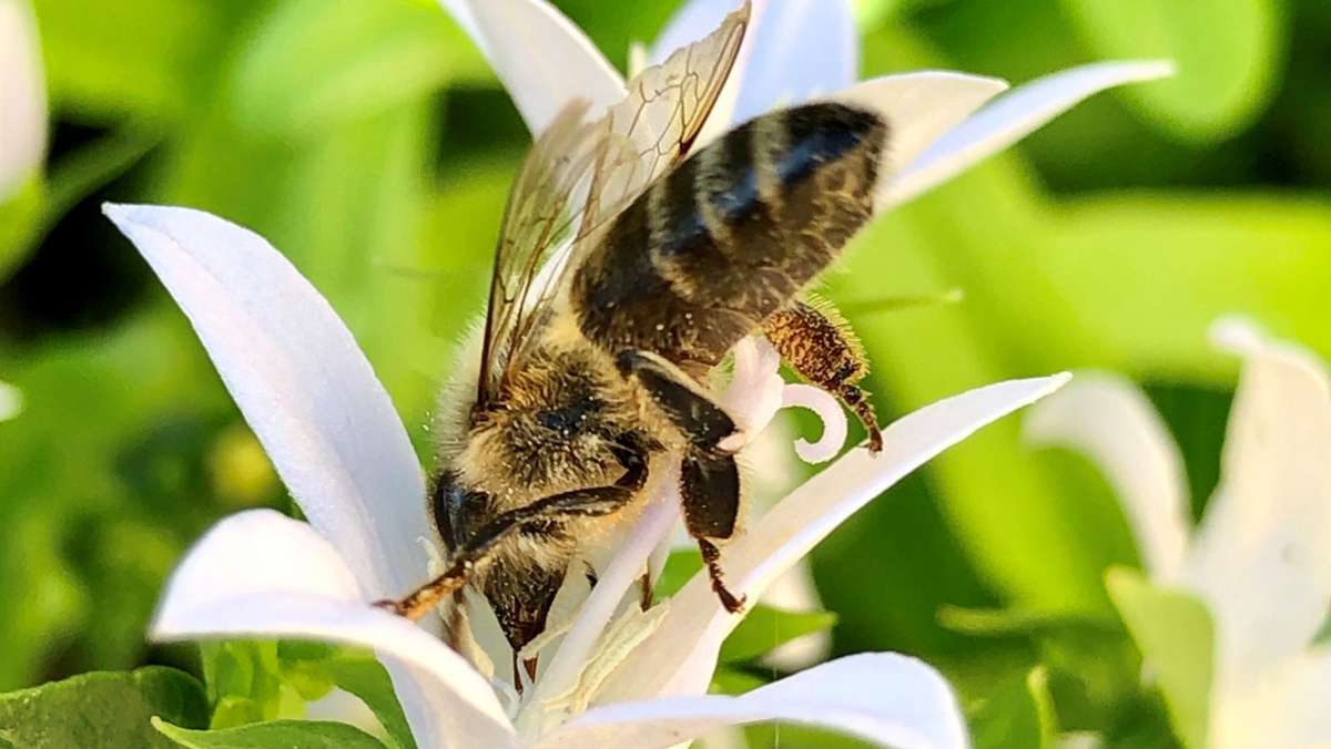 Kühler Frühling setzt Insekten zu: So helfen Sie geschwächten Bienen