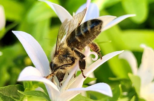 Diese Biene weiß sich selbst zu helfen – doch vielen Tieren macht das momentan Wetter zu schaffen. Foto: K. Schall