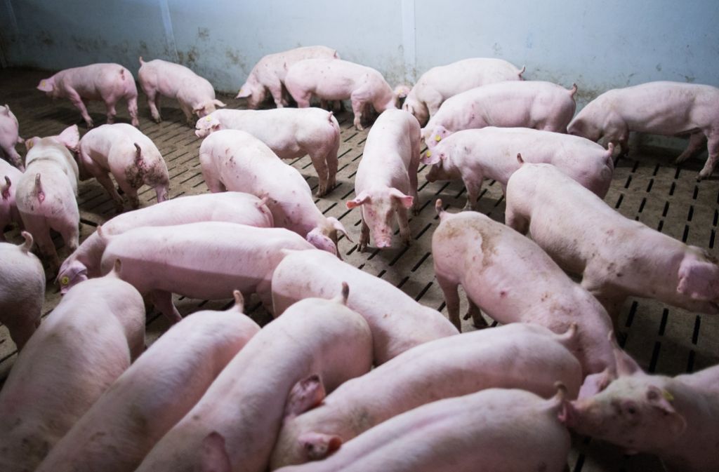 Die Schweinehaltung muss nach Ansicht der Ökoverbände dringend verbessert werden Foto: dpa