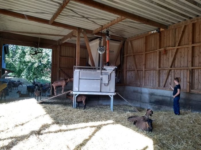 Forschung fürs Tierwohl: Futterautomat für Ziegen
