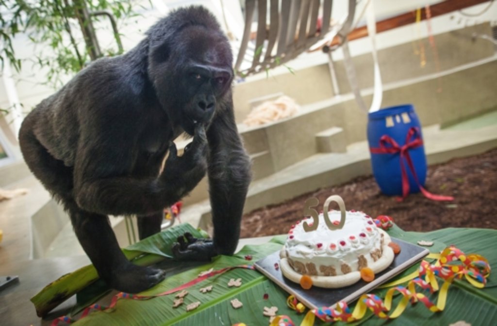 14. Oktober: Seit 50 Jahren lebt die Gorilladame Mimi in der Stuttgarter Wilhelma. Grund genug für den Zoo, dieses Jubiläum mit einem Aktionstag zu feiern und dabei Spenden für den Gorillaschutz zu sammeln. Hier geht es zum Artikel von damals