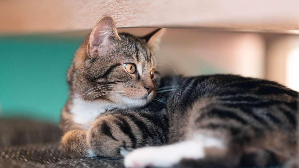 Walldorf: Ausgangsverbot für Katzen  vorzeitig beendet