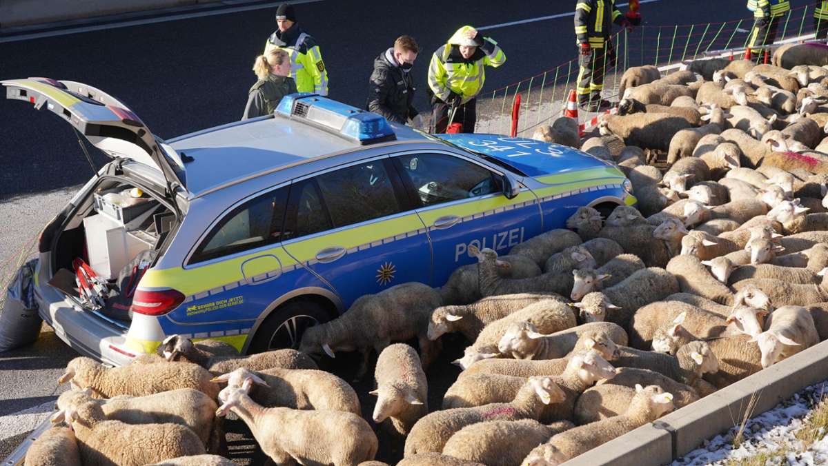 Feuerwehreinsatz auf A8 bei Gruibingen: Tiertransporter brennt – Schafe gerettet, A8 voll gesperrt