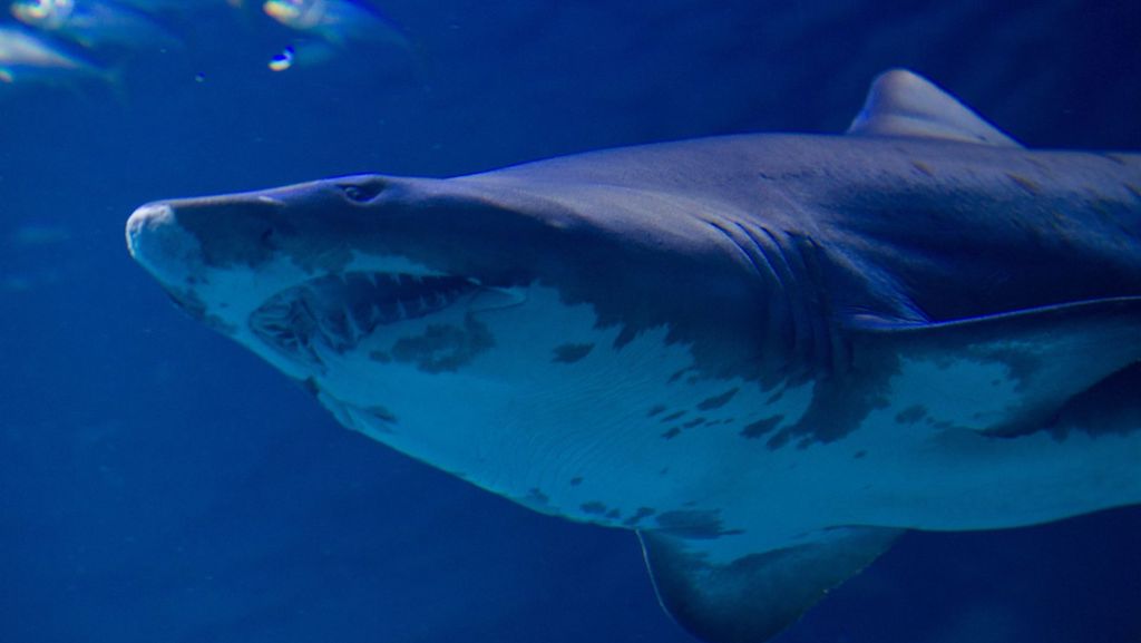 Hai-Attacke in Brasilien: Teenager stirbt nach brutalen Bissen