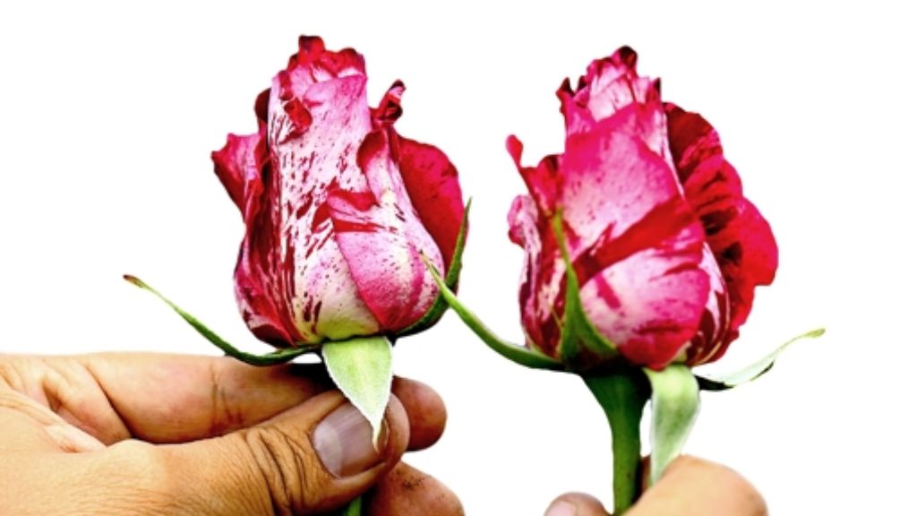 Leonberg: Faire Rosen zum Valentinstag –  das ist Ansichtssache