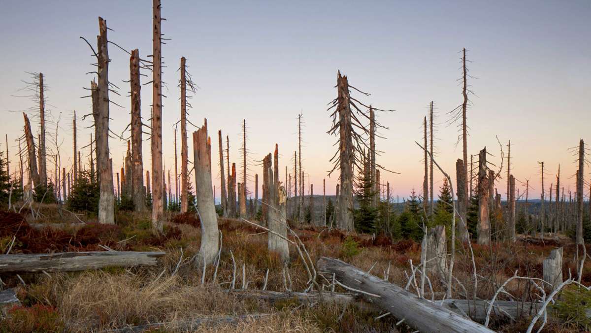 Waldsterben und Klimawandel: Der Wald steckt in der Krise