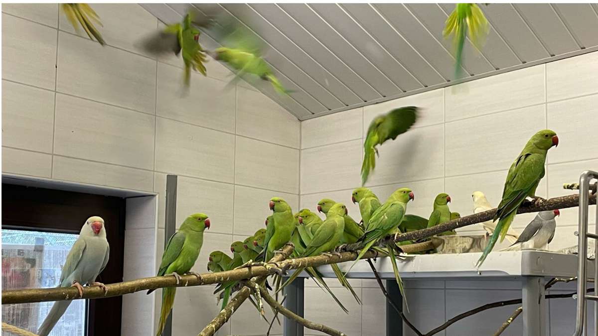 Tierheim Esslingen: Gerettete Vögel finden neues Zuhause