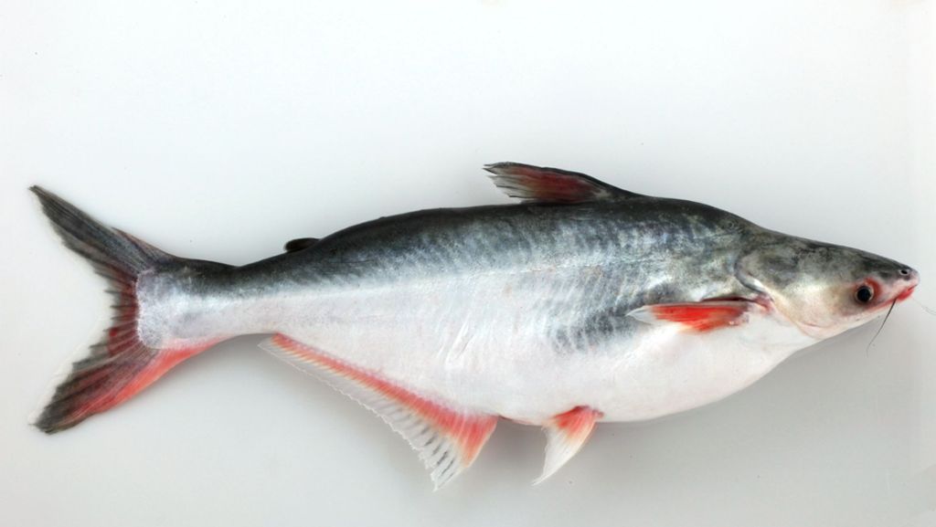 Gericht: Etikettenschwindel in Pleidelsheim: War der Fisch Filet oder nicht?