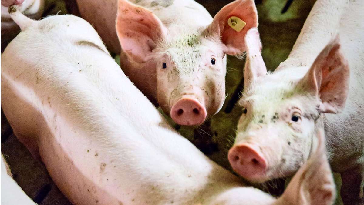 Neuer Erreger der Schweinegrippe: Droht bald eine weitere Pandemie?