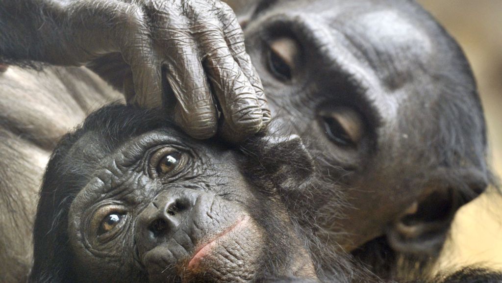 Frankfurter Zoo: Bonobo-Mutter trägt totes Jungtier seit Tagen bei sich