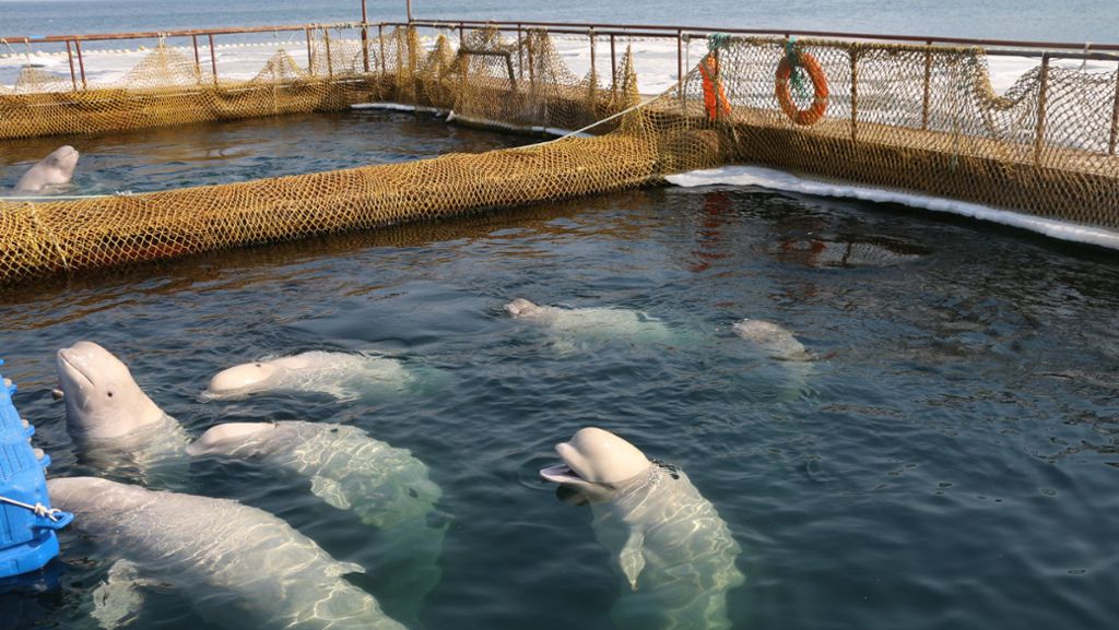 Wal-Gefängnis in Russland: Letzte Belugas und Schwertwale freigelassen