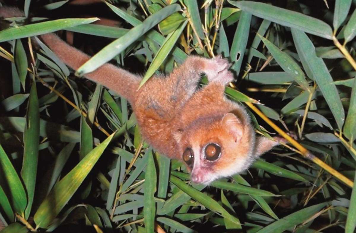 Mausmaki: Er gehört zu den Lemuren und lebt ausschließlich auf Madagaskar. Laut IUCN stellt der Mausmaki eine der weltweit am stärksten vom Aussterben bedrohte Gruppe von Säugetieren dar.