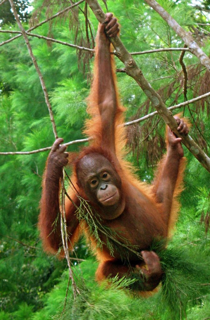 Der Zoo von Singapur bot am 1. April 1998 Frühstück und Morgengymnastik mit einem seiner Orang-Utans an. Zahlreiche Interessierte meldeten sich, um dabei zu sein. Was als Aprilscherz geplant war, wird mittlerweile in ähnlicher Form im Zoo wirklich angeboten.