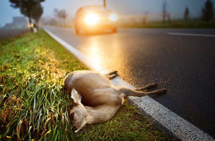 Tiere in Stuttgart: Tödliche Gefahr am Straßenrand