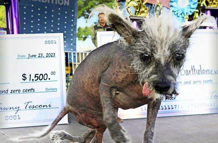 Scooter,  der hässlichste Hund der Welt