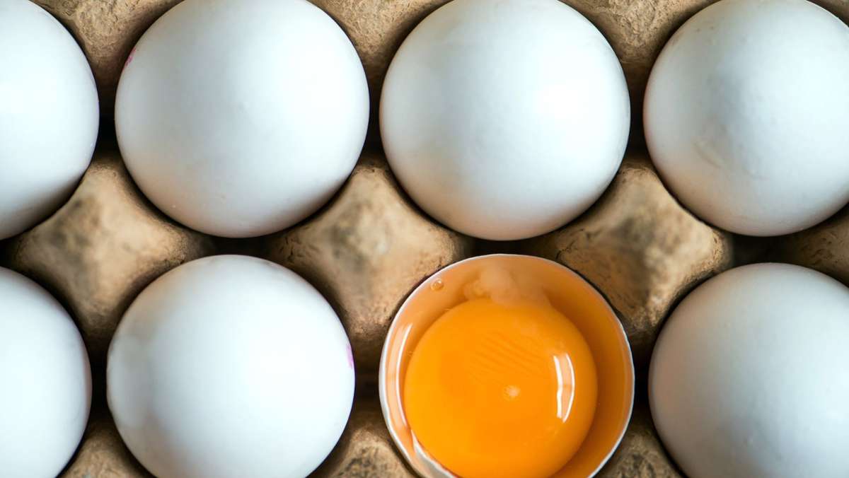 Rückruf bei Real und Hit: Mit Gift Dioxin belastet – Eier aus Freilandhaltung zurückgerufen