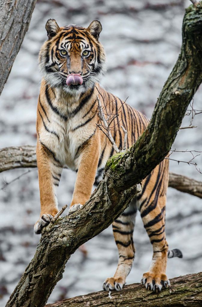 Erhöhte Aussichtspunkte sind bei der Tigerin immer beliebt. (Archivfoto 2013)