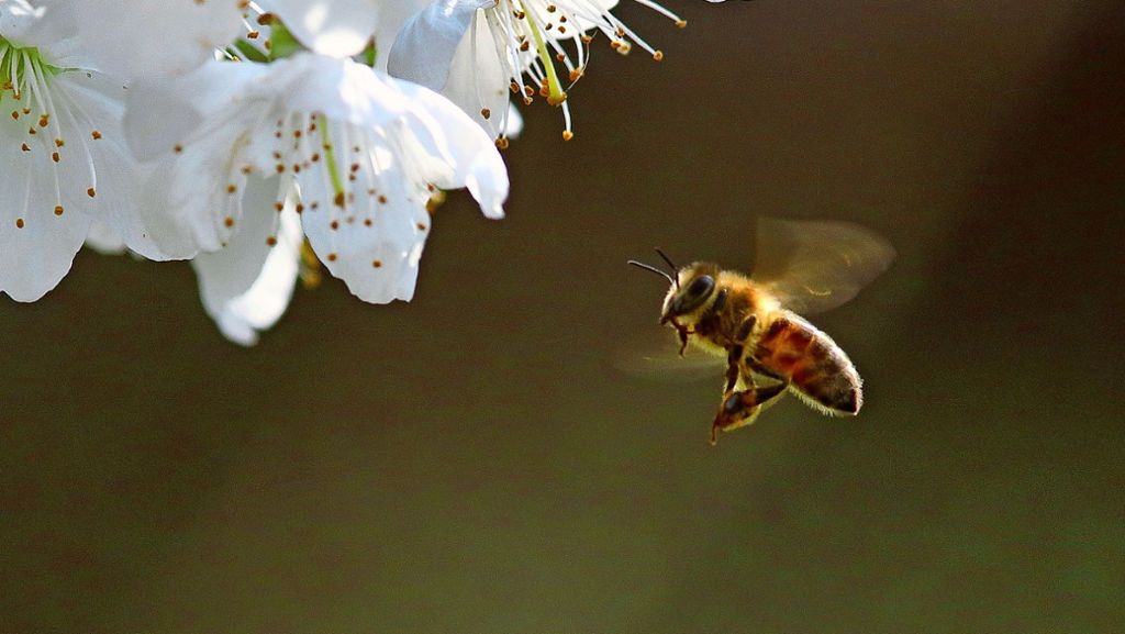 Insekten im Blick: Die  Biene ist ein Bestäubungswunder