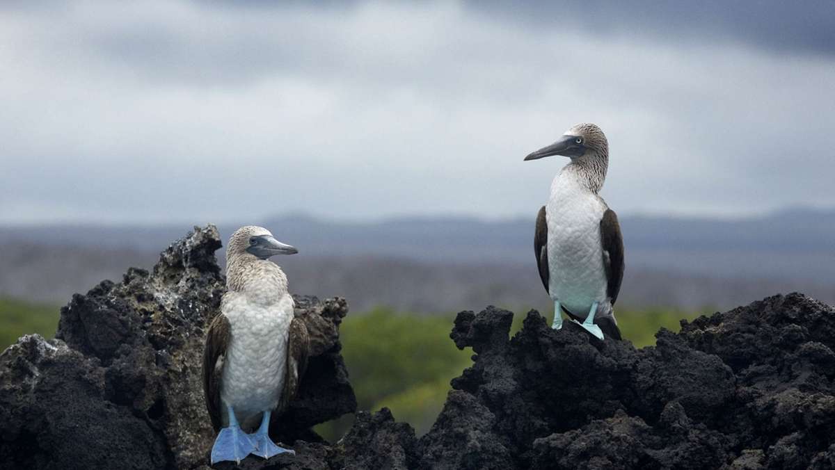 Galápagos-Inseln: 30 neue Tierarten entdeckt