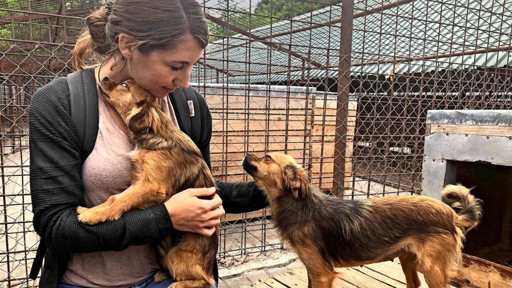 Tierschutz in Rumänien: Zu Besuch im größten Tierheim der Welt