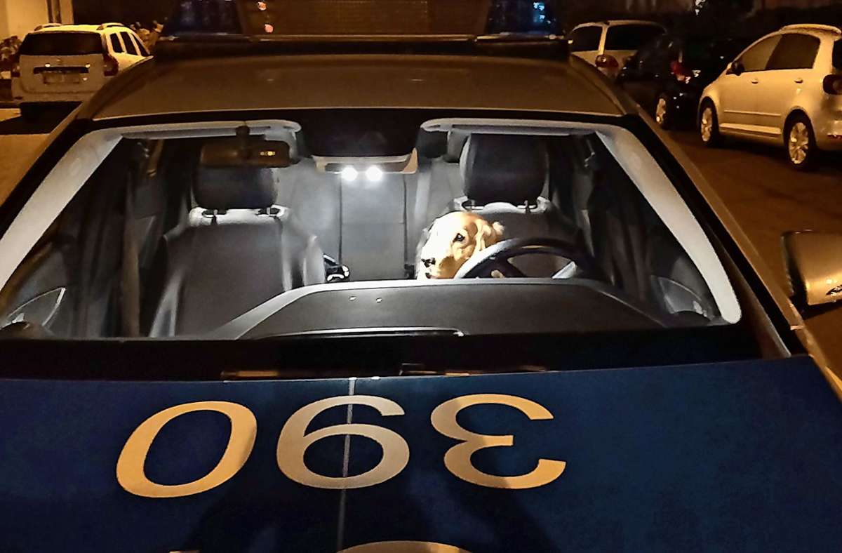 Gestohlener Hund „Scoubidou“ eines TrottwarVerkäufers Stuttgarter