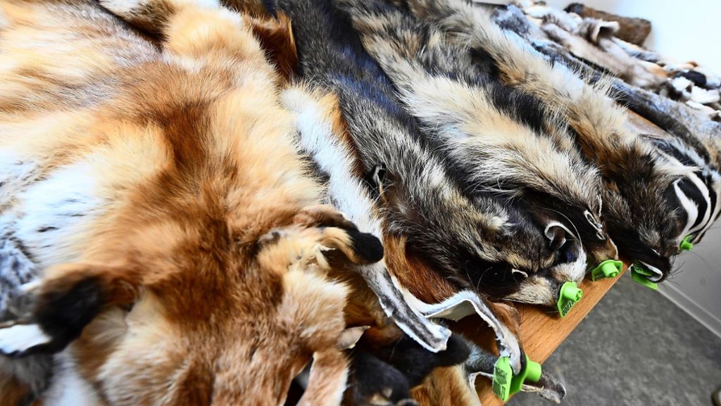 Pelz ohne schlechtes Gewissen?: Mützen aus heimischen Waldfüchsen