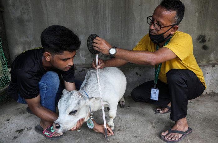 Mini-Kuh Rani  stirbt - und wird als kleinste Kuh der Welt anerkannt