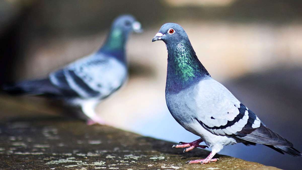 Taube in Kornwestheim erschlagen: Sind Tierquäler gleich eine Gefahr für Menschen?