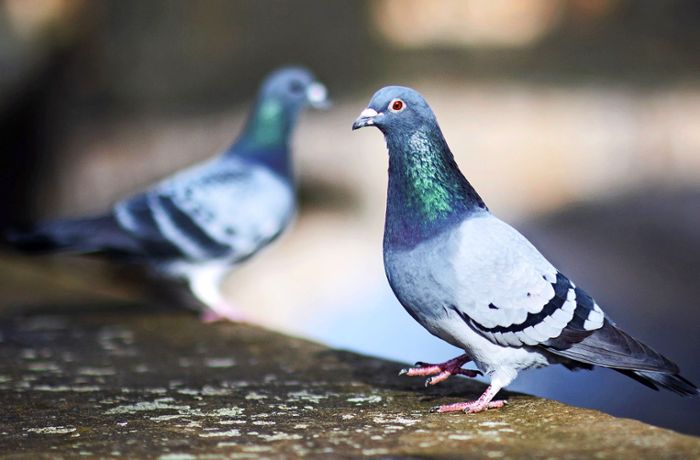 Taube in Kornwestheim erschlagen: Sind Tierquäler gleich eine Gefahr für Menschen?