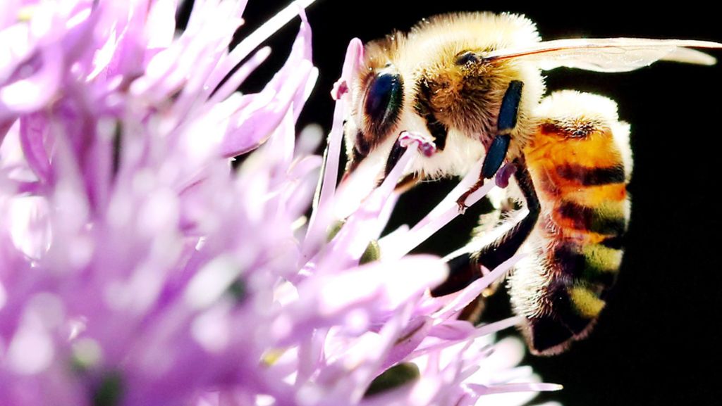 Glyphosat-Ausstieg: Regierung beschließt mehr Insektenschutz und neues Tierwohl-Logo